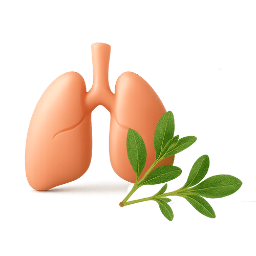 دسته محصولات عرقیات مربوط به تنفس و ریه