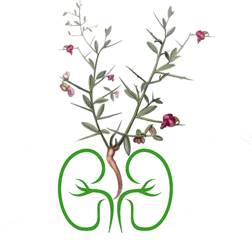 محصولات دسته کلیه و مجاری ادراری